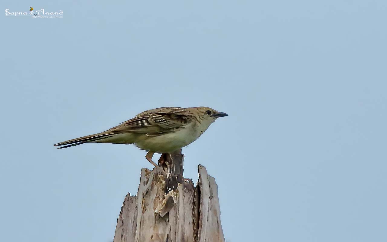 Bristled Grassbird